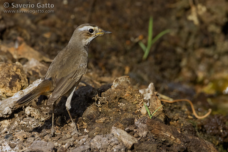 Bluethroat