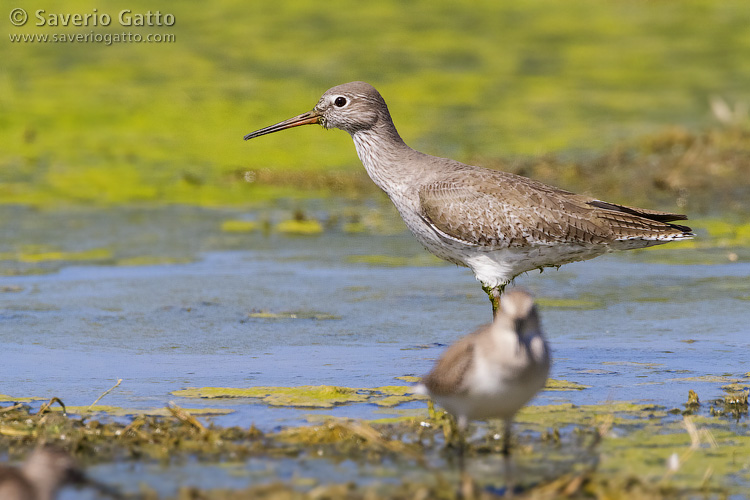 Common Redshank