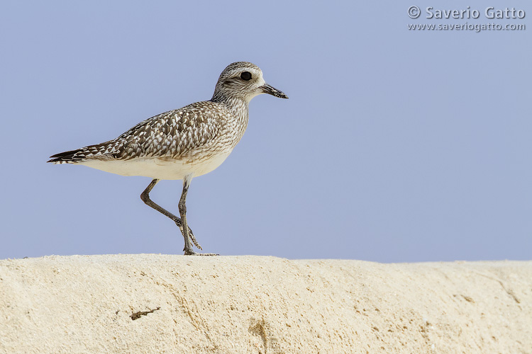 Grey Plover