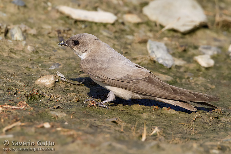 Pale Crag Martin