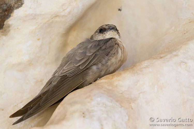 Pale Crag Martin