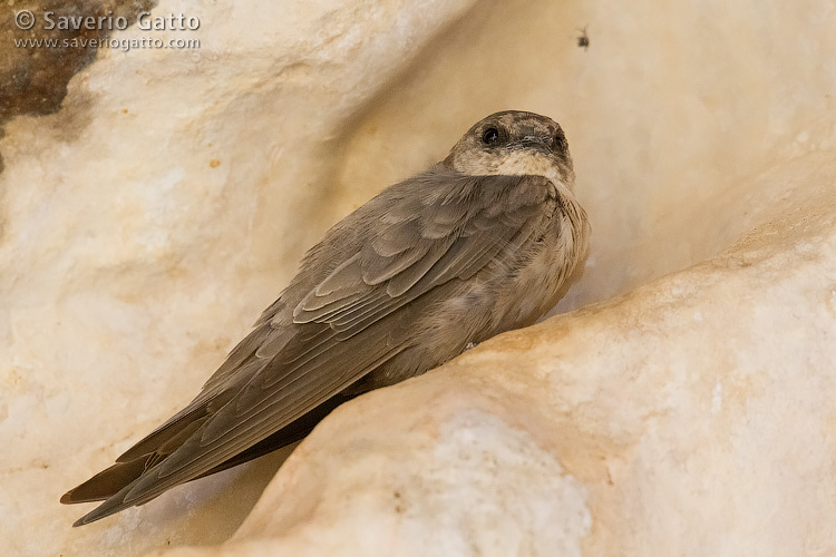 Pale Crag Martin