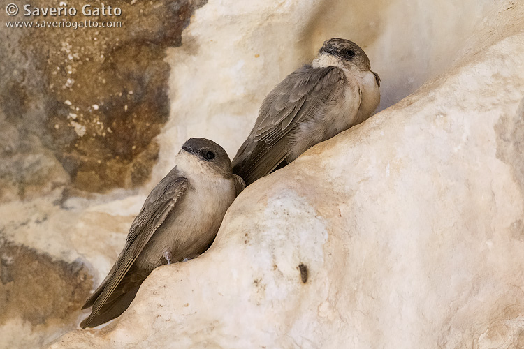 Pale Crag Martin