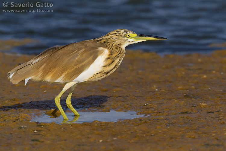 Squacco Heron