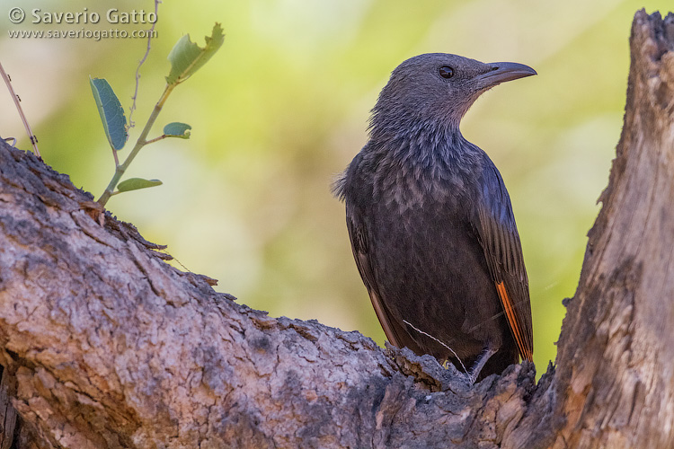 Tristram's Starling