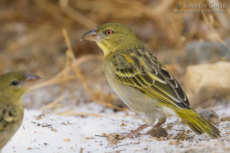 Ruppell's Weaver 