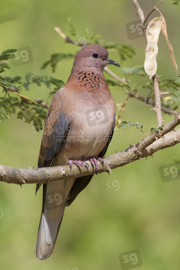 Laughing Dove