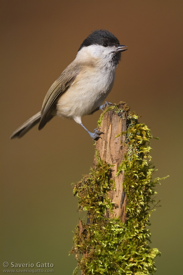 Marsh Tit