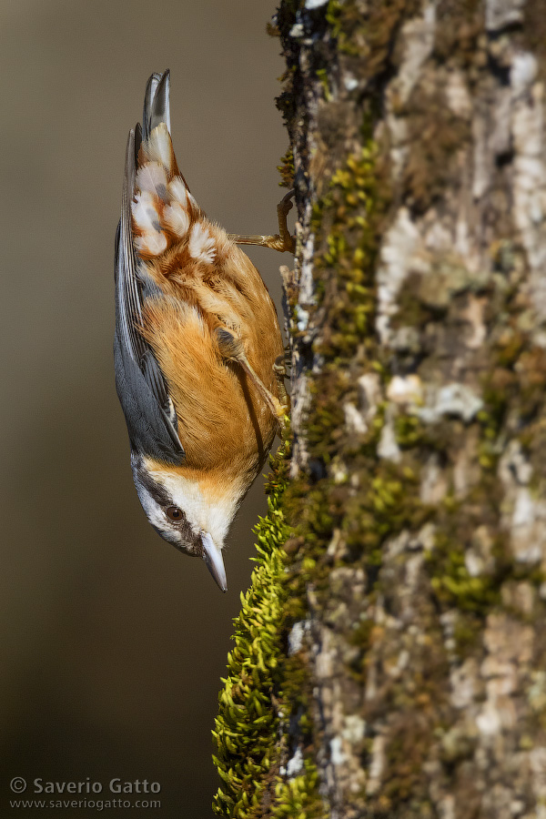 Eurasian Nuthatch