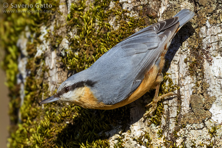 Eurasian Nuthatch