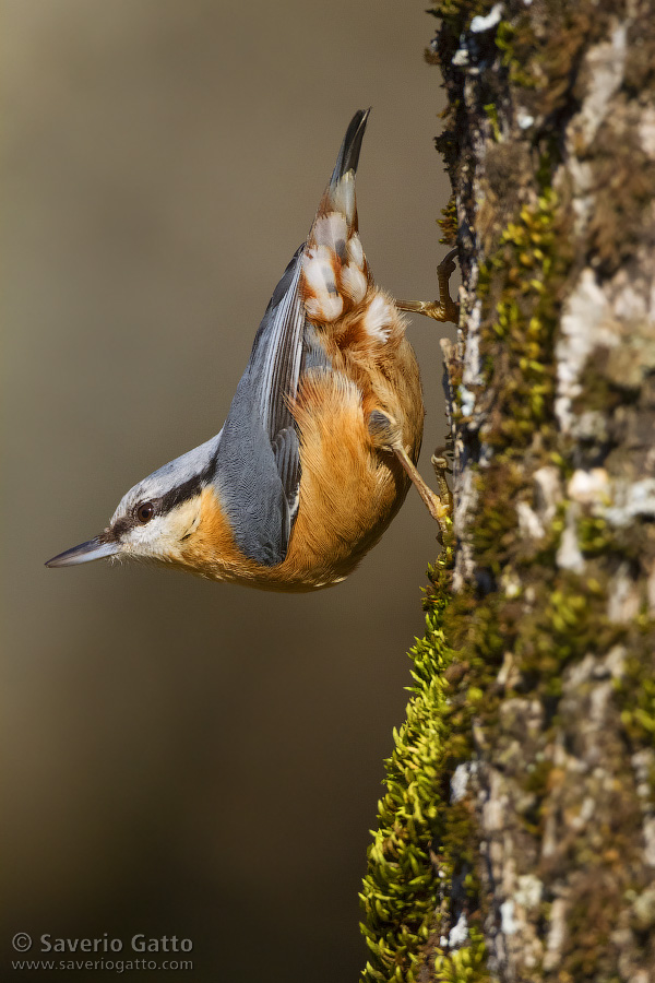 Eurasian Nuthatch