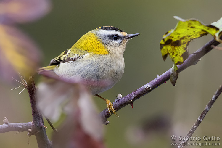 Firecrest