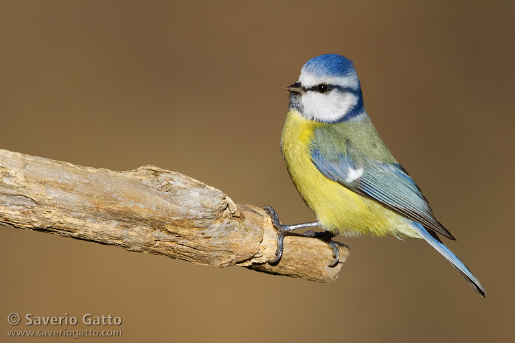 Eurasian Blue Tit