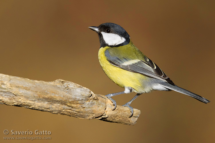 Great Tit