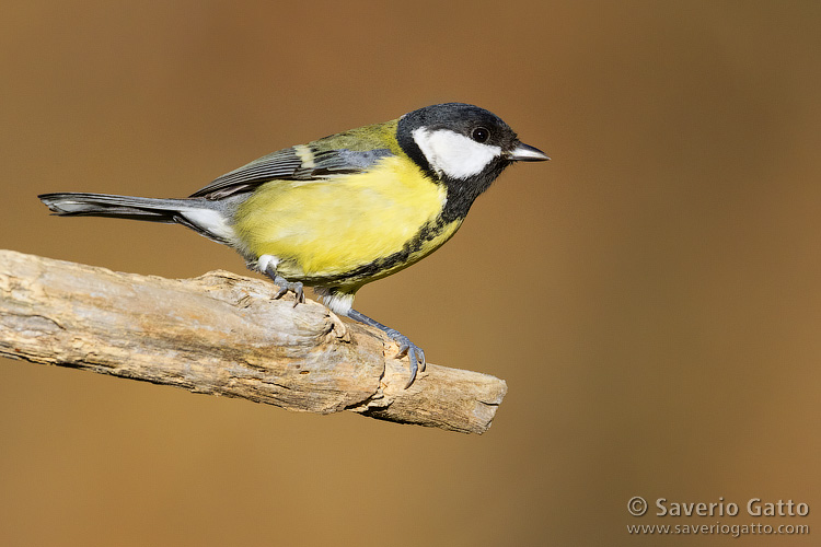 Great Tit