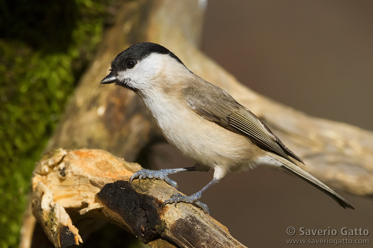 Marsh Tit