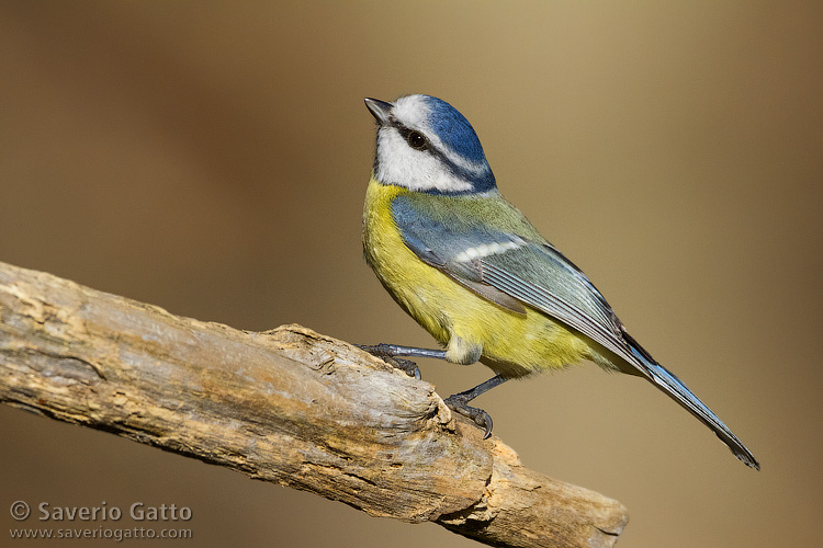 Eurasian Blue Tit