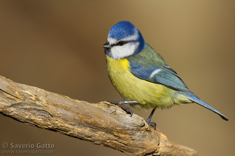 Eurasian Blue Tit