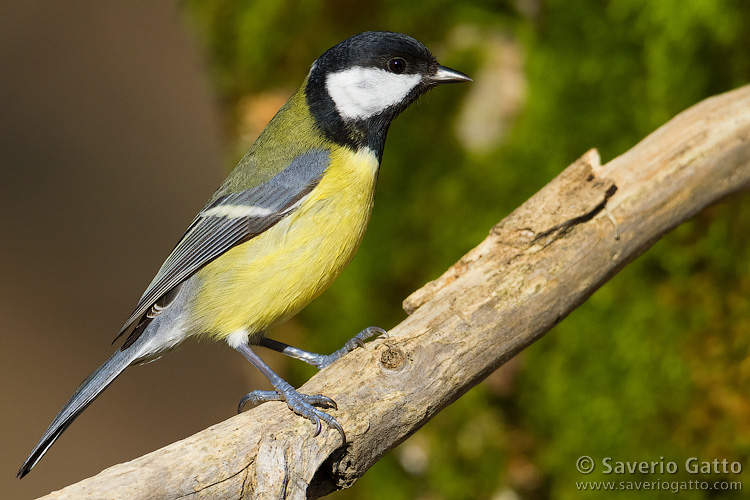 Great Tit