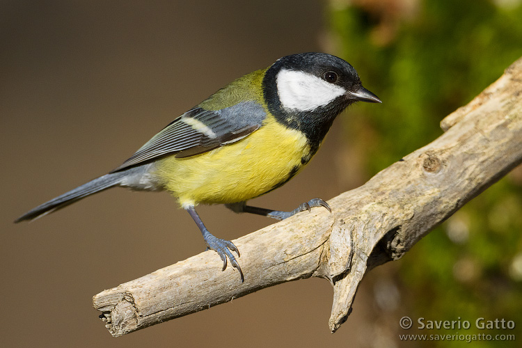 Great Tit