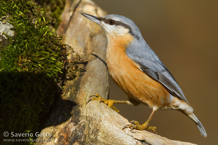 Eurasian Nuthatch