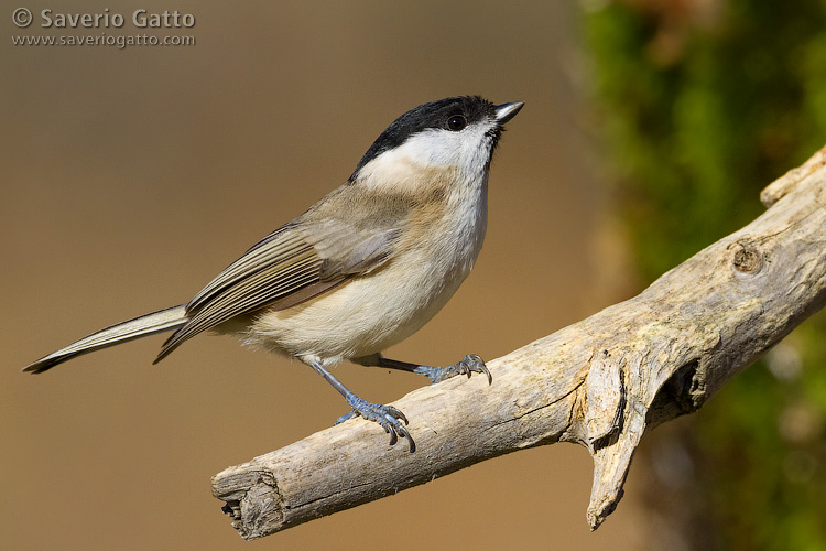 Marsh Tit