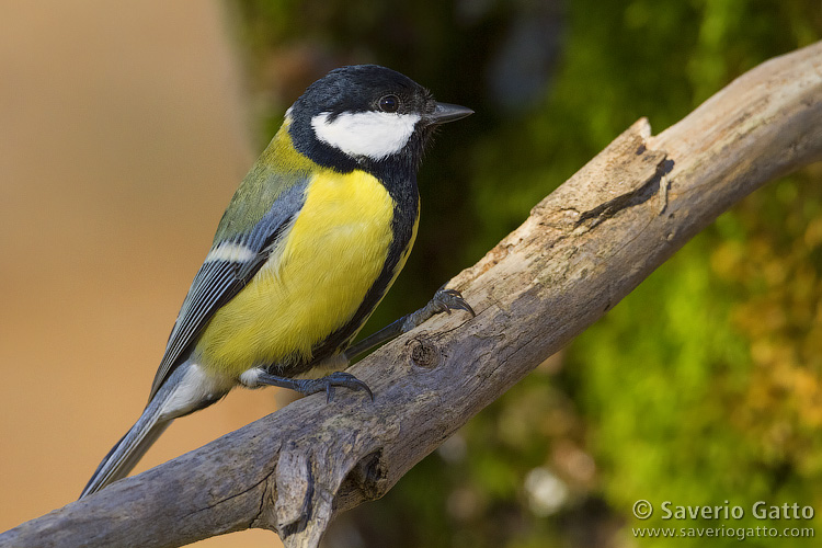 Great Tit