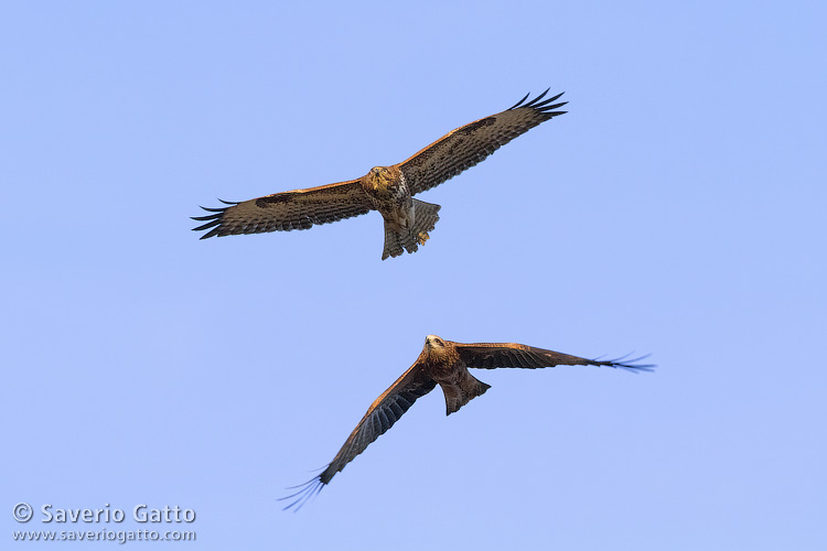 Black Kite and Common Buzzard