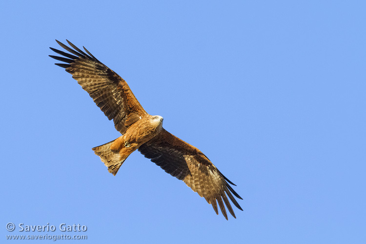 Black Kite