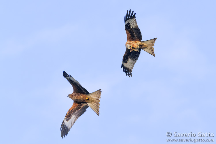 Red Kite