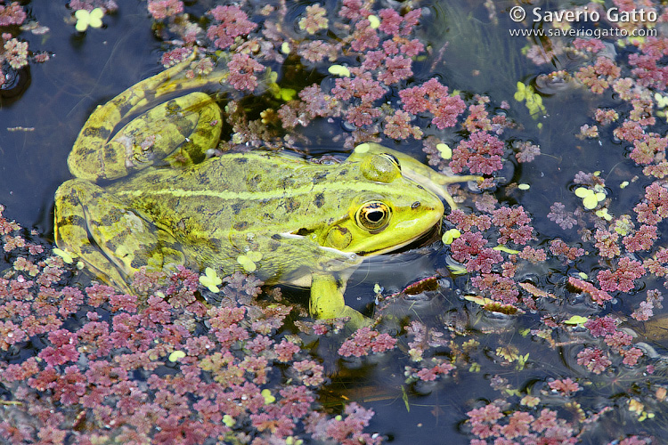 Edible Frog