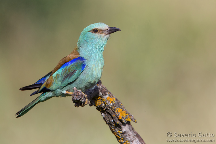 European Roller