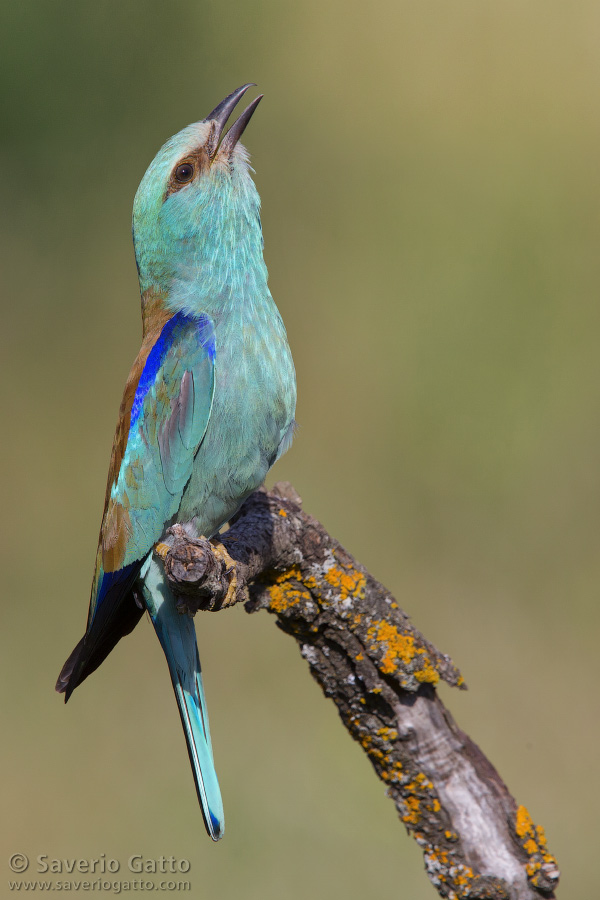 European Roller