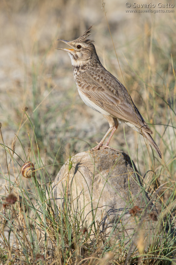 Crested Lark