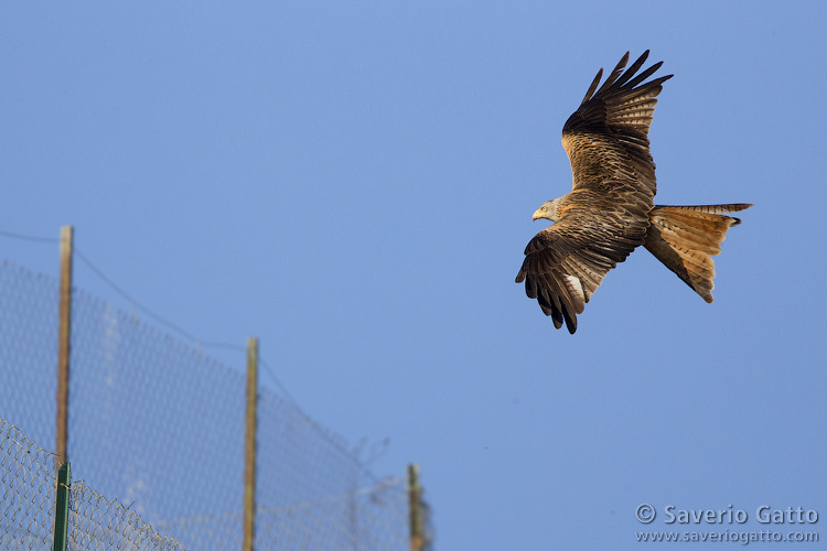 Red Kite