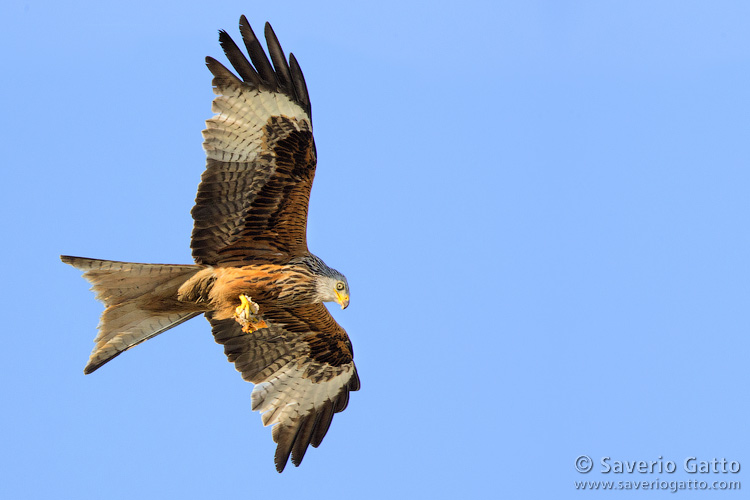 Red Kite