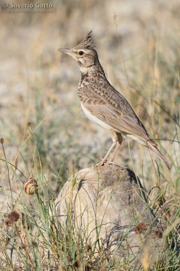 Crested Lark