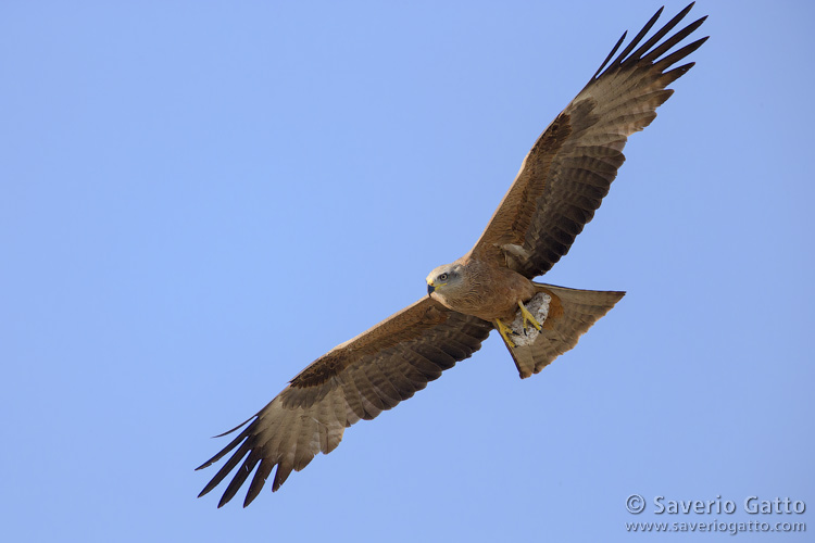 Black Kite