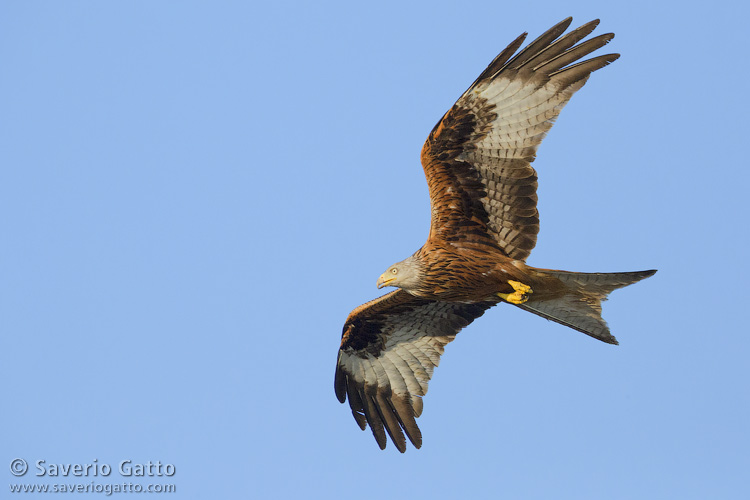 Red Kite