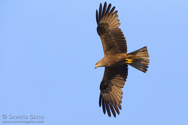 Black Kite