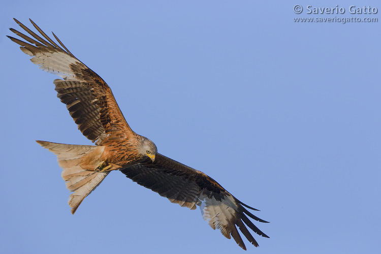 Red Kite