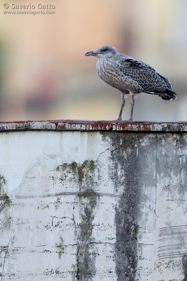 Yellow-legged Gull