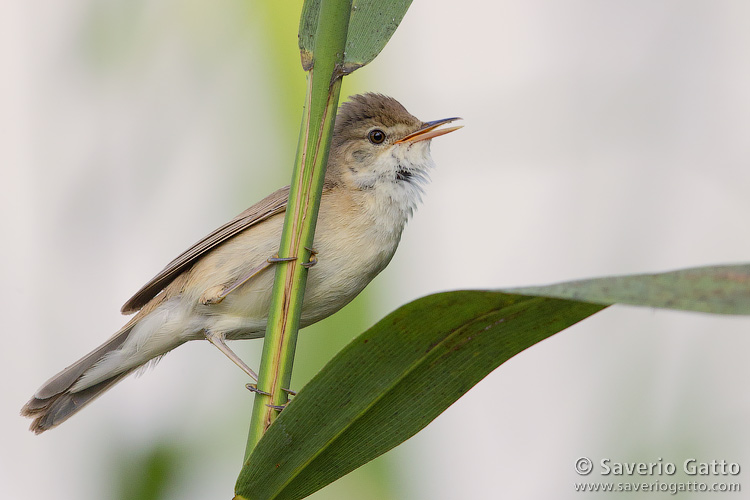 Reed Warbler