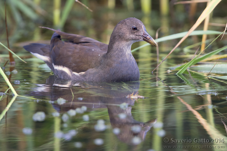 Gallinella d'acqua