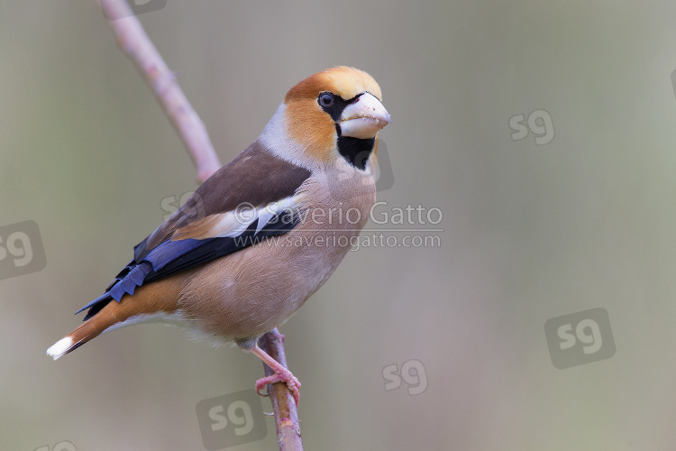 Hawfinch