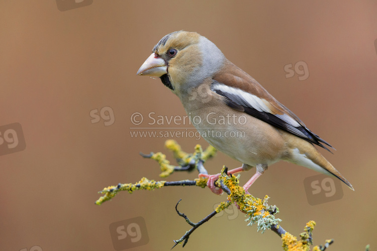 Hawfinch