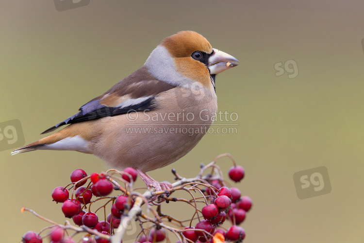 Hawfinch