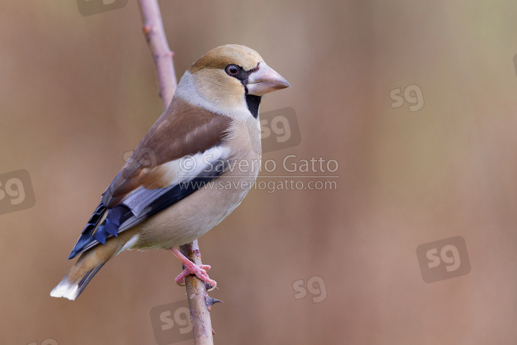 Hawfinch