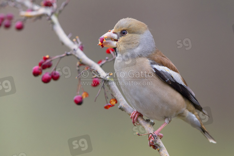 Hawfinch