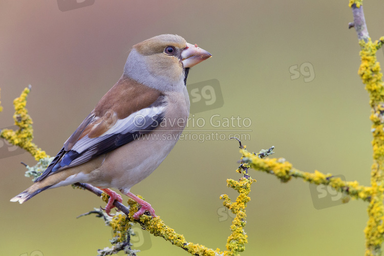 Hawfinch